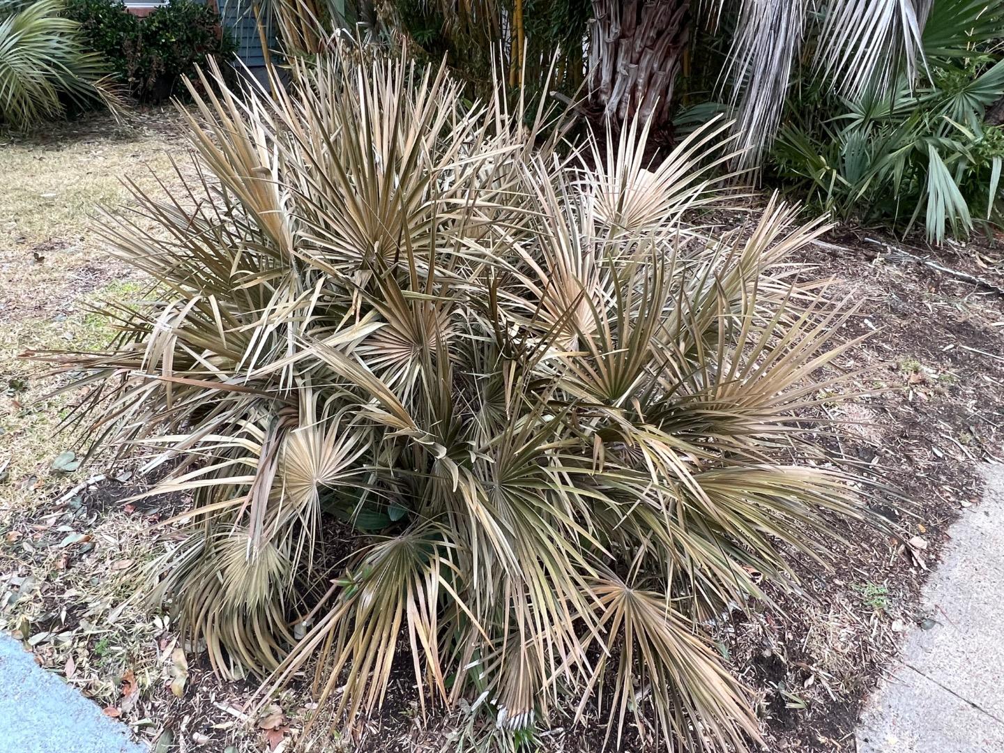 Cold hardiness comparison of C. Humilis in zone 8 - COLD HARDY PALMS ...