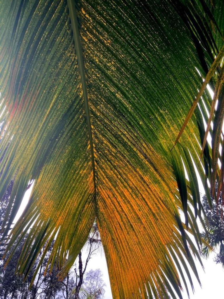 Phoneciophoriumorangeleaf.thumb.jpg.e8f898e59717f47c430a831fa6cd3f18.jpg