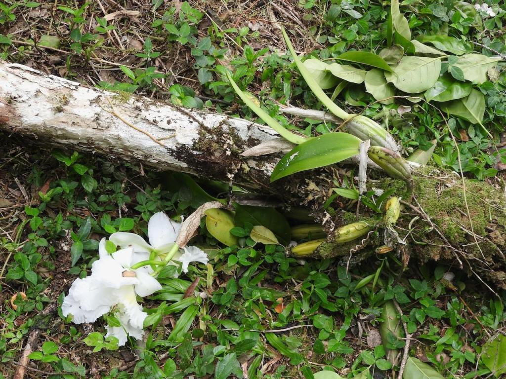 cattleya-1.thumb.jpeg.70256b7aa0f9143170c39abdcc9ae16e.jpeg