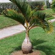 palmkid