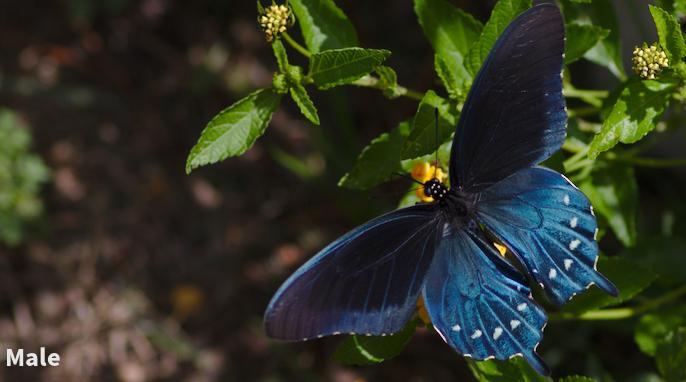 pipevine-swallowtail-butterfly-male.jpg.bbb04b8c0faa7af081fa366e980c18aa.jpg