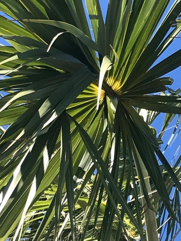 IMG_1629.jpeg