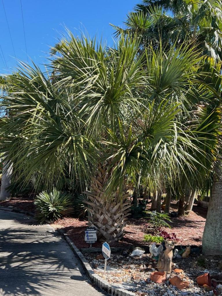 Sabalmiamiensis0102-14-24.thumb.JPG.43a9531d01eaeb469a59308cd42a6bc8.JPG