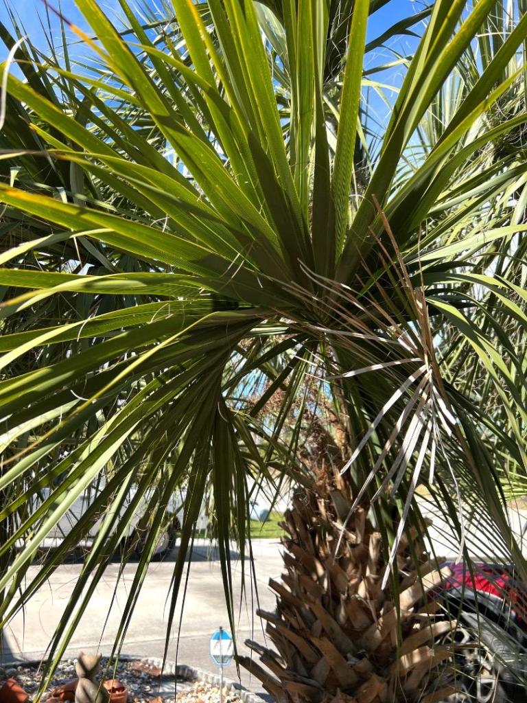 Sabalmiamiensisleaf0102-14-24.thumb.JPG.7a4460334e994df96ae750d86e858329.JPG