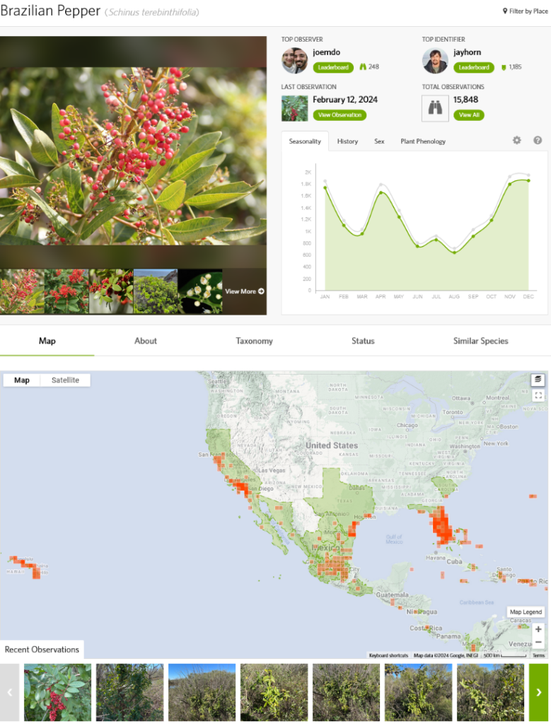 Screenshot2024-02-12at14-23-08Brazilianpepper(Schinusterebinthifolia).thumb.png.db60bfc7a721b0cbd51887d67ed8cbcf.png