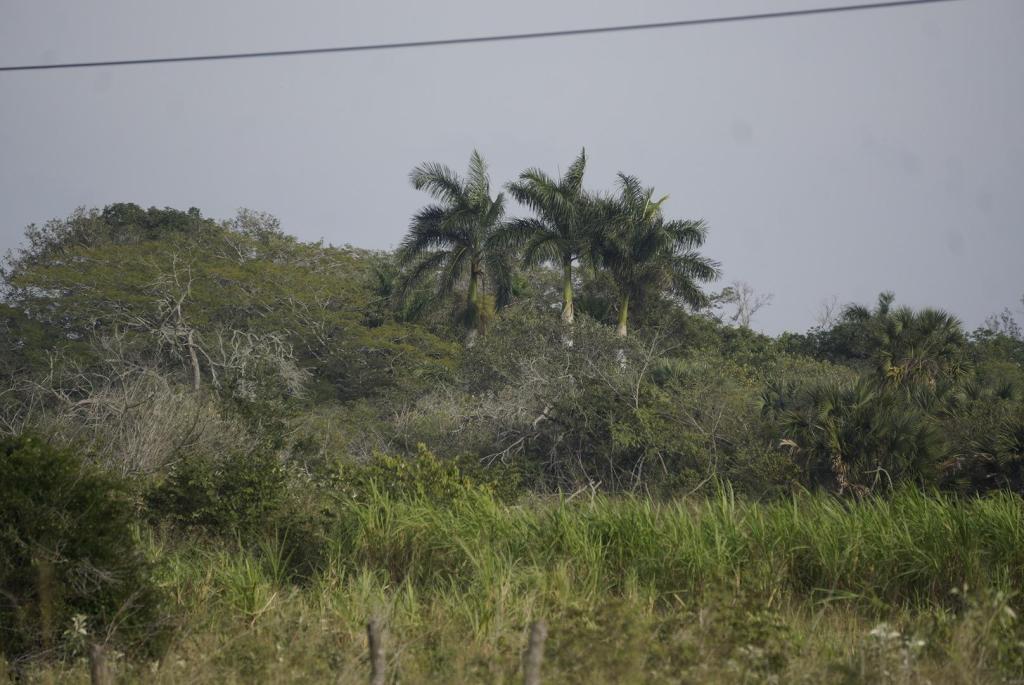 _DSC0539.jpeg