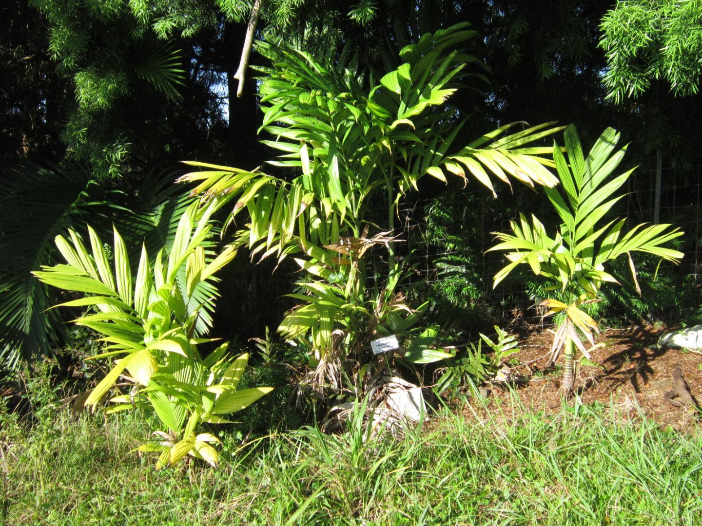 Areca triandra DISCUSSING PALM TREES WORLDWIDE PalmTalk