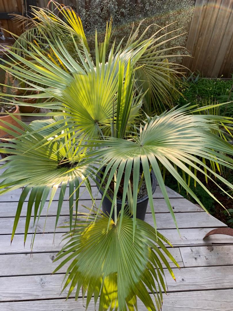 ブラヘア　カルカレア 現品】ブラヘア・カルカレア Brahea calcarea 7号 Ⅳ