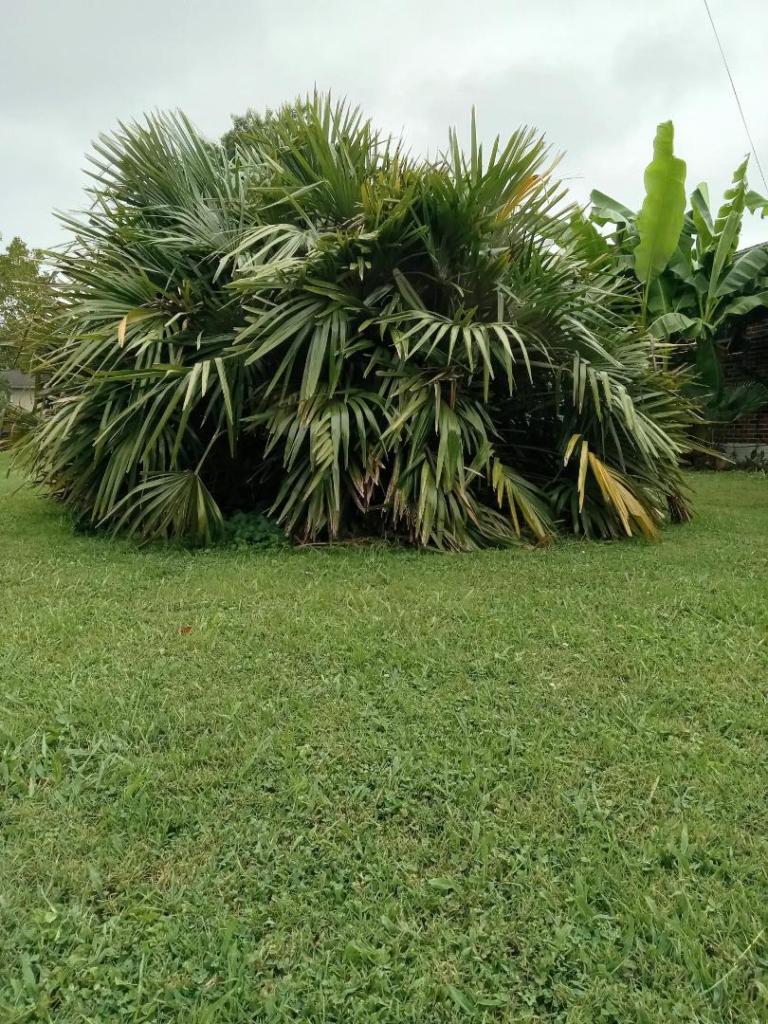 NEEDLE PALM 3 24.jpeg