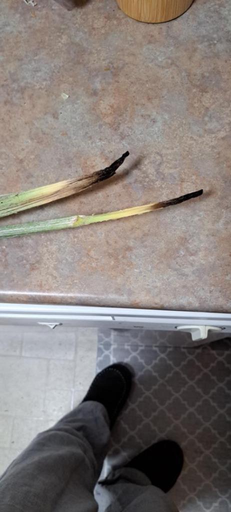 c humilis spear pull.jpg