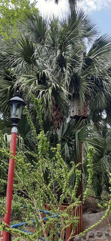 0008_Vertical_Sabal_palmetto.jpg.a187b1676edcfd72db792177824074ee.jpg