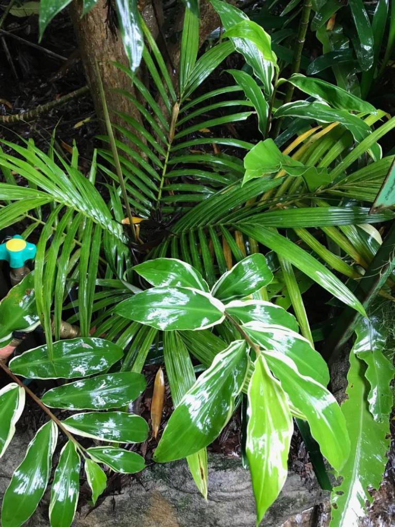 IMG_5080.jpeg