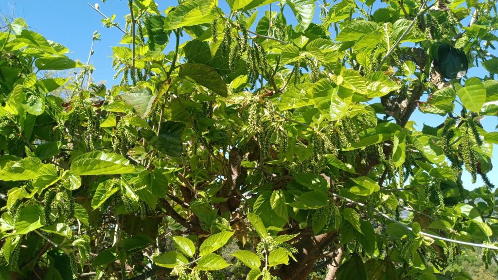 Mulberryfruit.thumb.jpg.ecae7def6ceed250edc869a6b026c98b.jpg