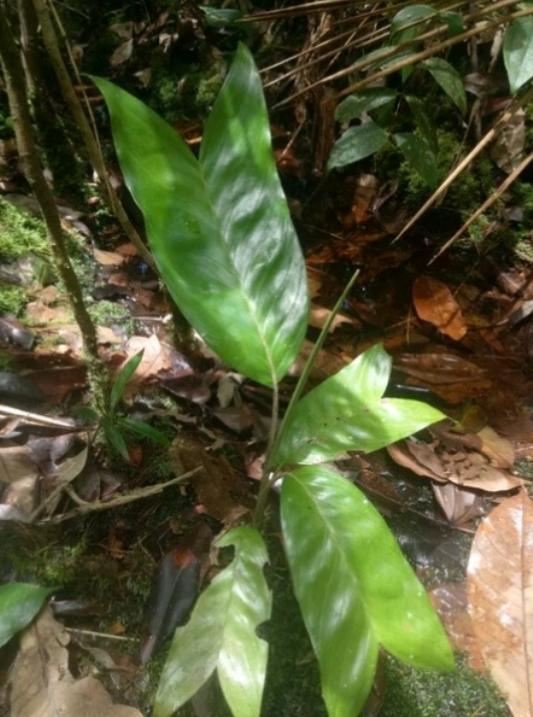 Palm species ID please