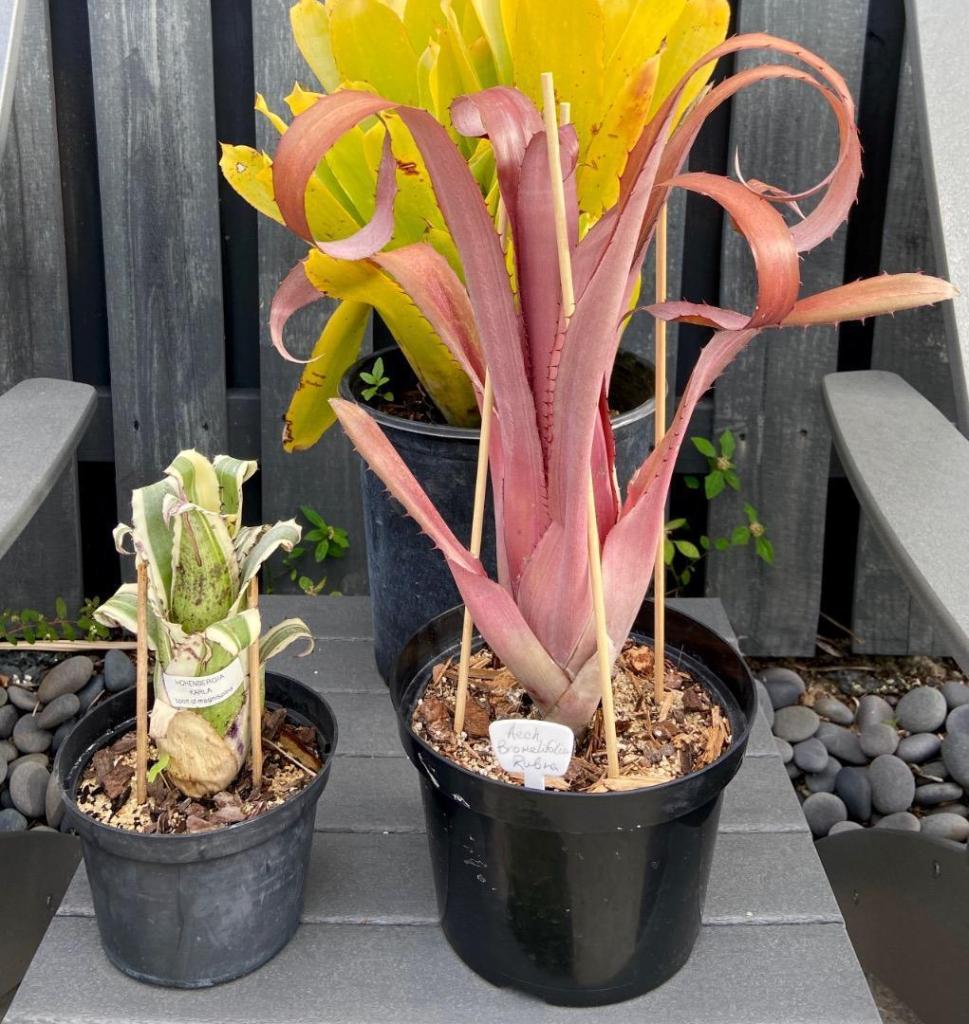 aechmea2.thumb.jpeg.2e5d33bf4d6f25474cffb1b21a45e39c.jpeg