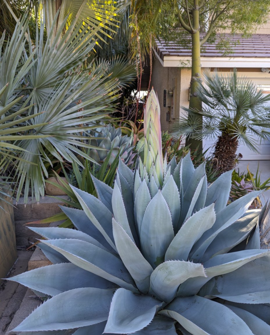 This is the end agave ovatifolia - TROPICAL LOOKING This is the end agave ovatifolia - TROPICAL LOOKING