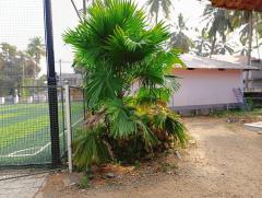 Table palm tree / Footstool palm / Fan palm / Umbrella Palm Plant nursery in Malappuram Kerala India