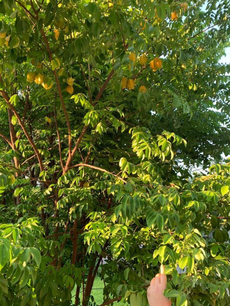 starfruit2.thumb.jpg.32feef6a550d2976626272029c514b40.jpg