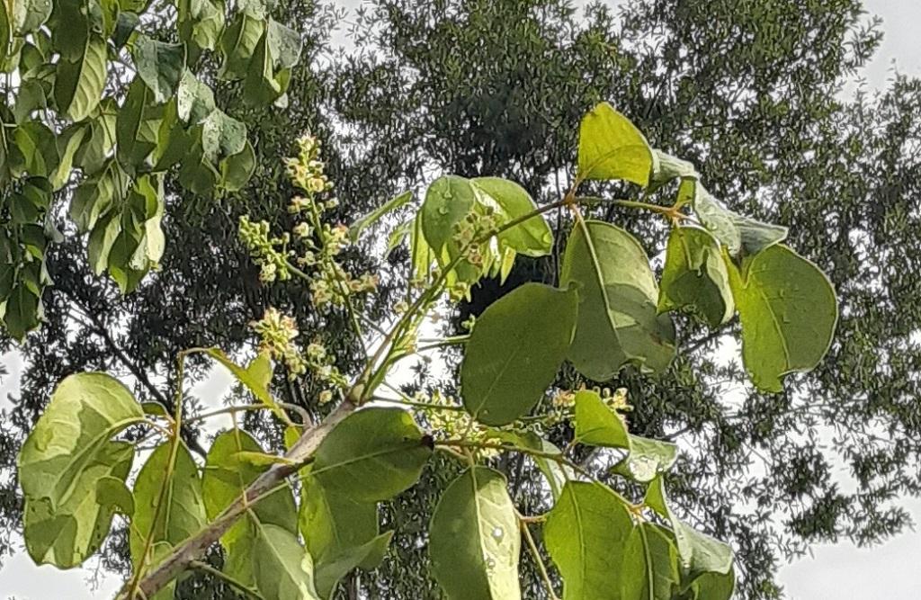 0001_GumboLimboBlooms.jpg.73fd2557688ae63b2a27436969c11a8b.jpg
