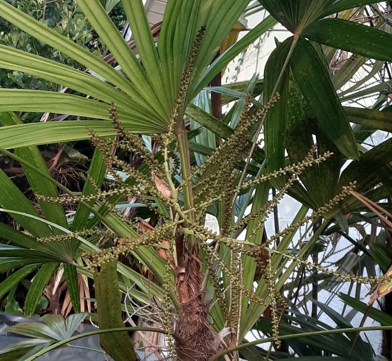 0003_Rhapis_flowers.jpg.70cc30a9e6e65f31c1df71d32205860b.jpg