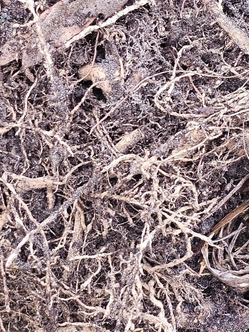 Hibiscus roots TROPICAL LOOKING PLANTS Other Than Palms PalmTalk