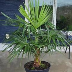 Leelanau Palms