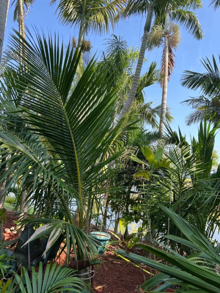 CocosnuciferainbackYardJunglelookingSE0105-12-24.thumb.JPG.3f44b7405d174622451b71622f33c4c7.JPG