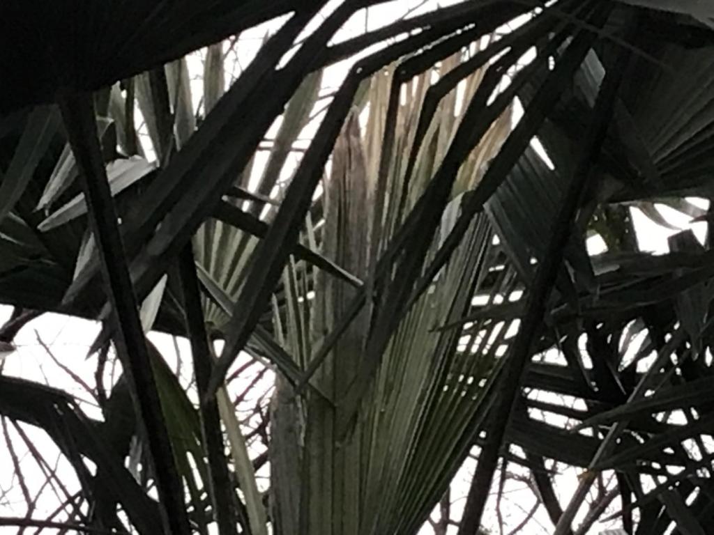 IMG_0131.thumb.jpeg.a5e1c359f494d2107603f6140e51921f.jpeg
