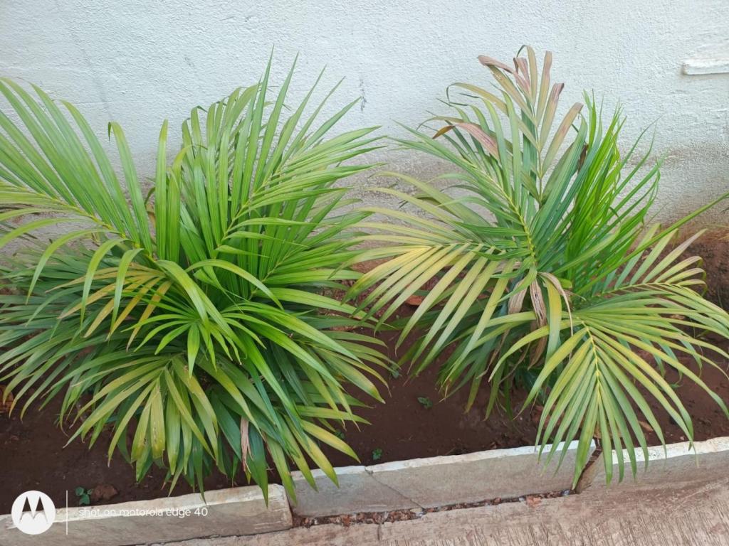My Areca Palm.jpeg