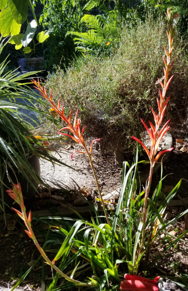 Pitcairnia2.png