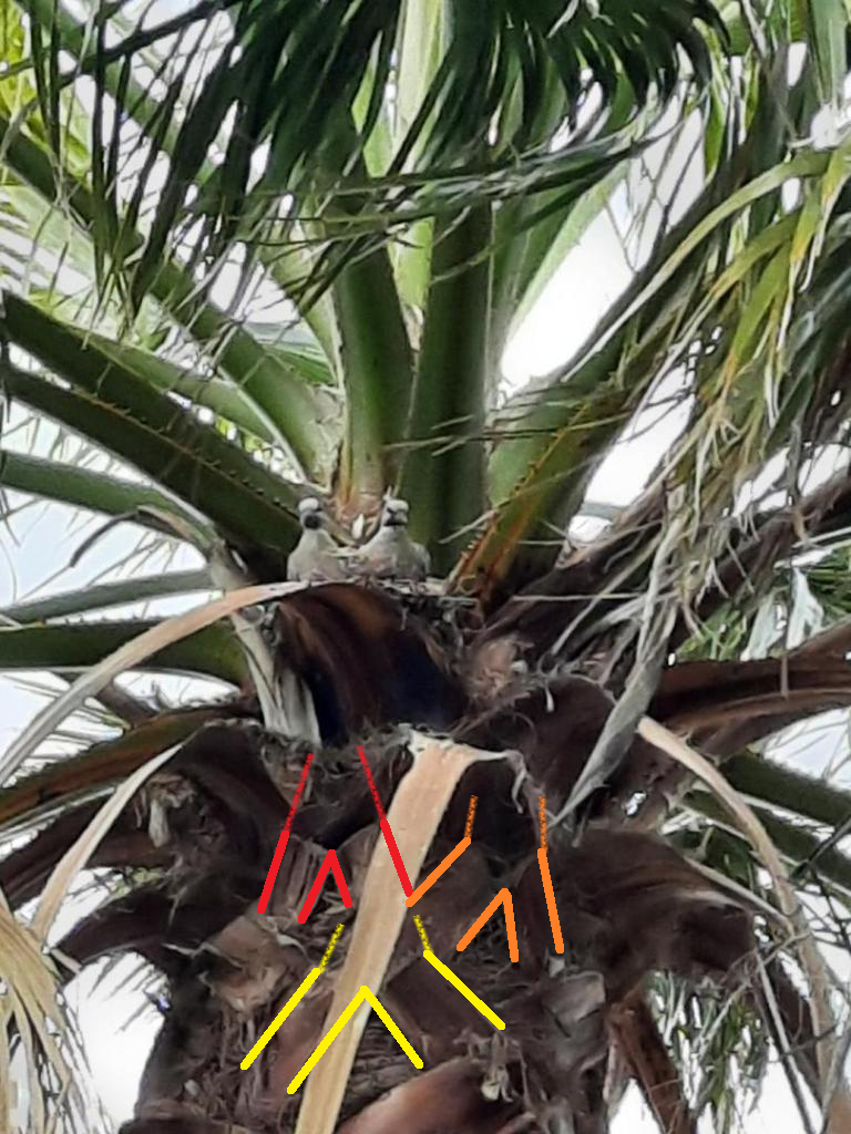 washi_leafbases.png.d640e181446b1cbc5cb7d71567d78fd4.png
