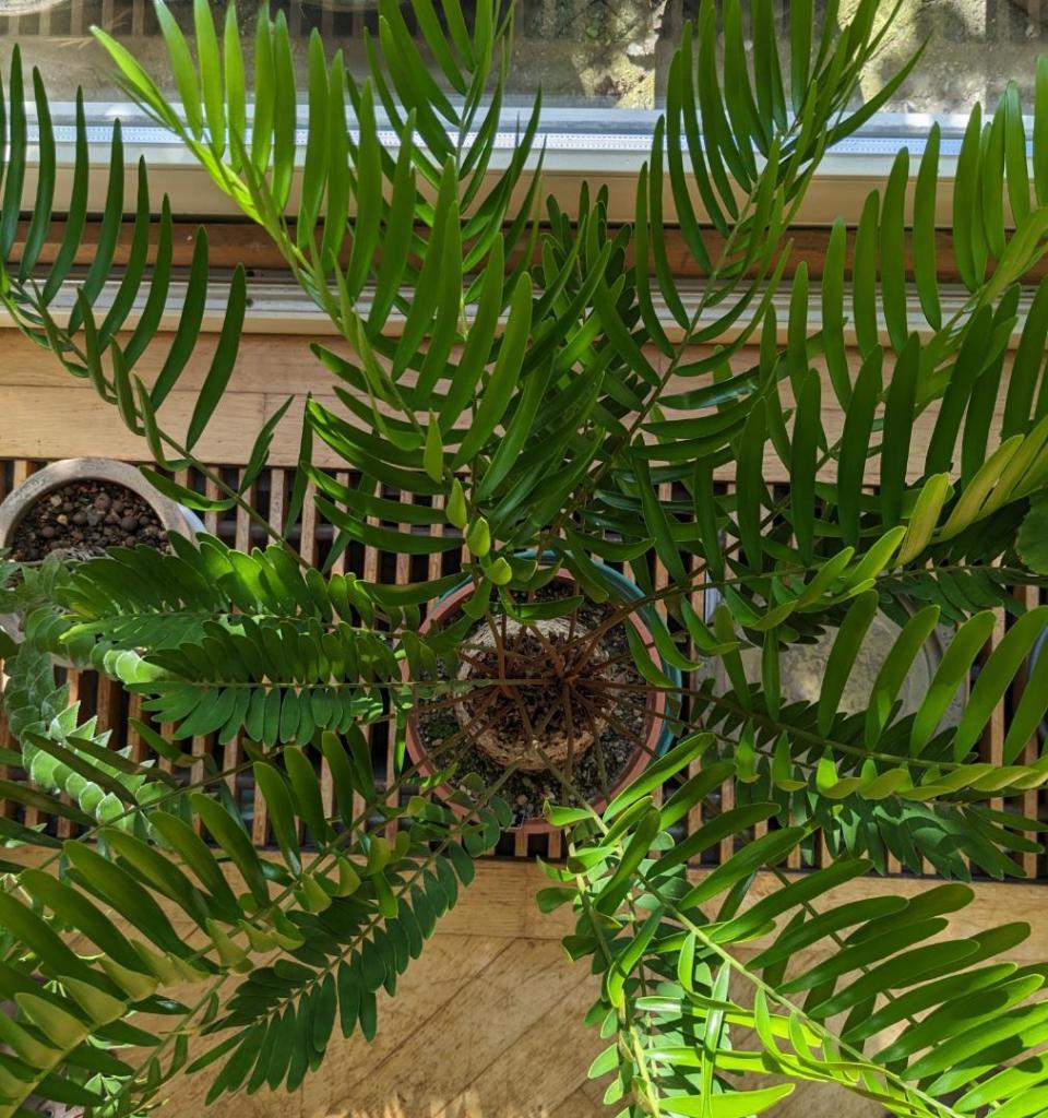 zamia5.jpg