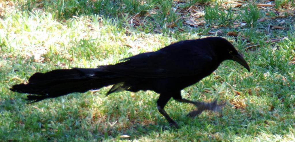 666_2034-crop.thumb.JPG.b673a613e60c1815568e427590fa0d73.JPG