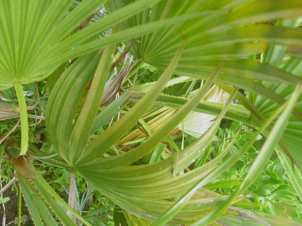 DSC07255.JPG