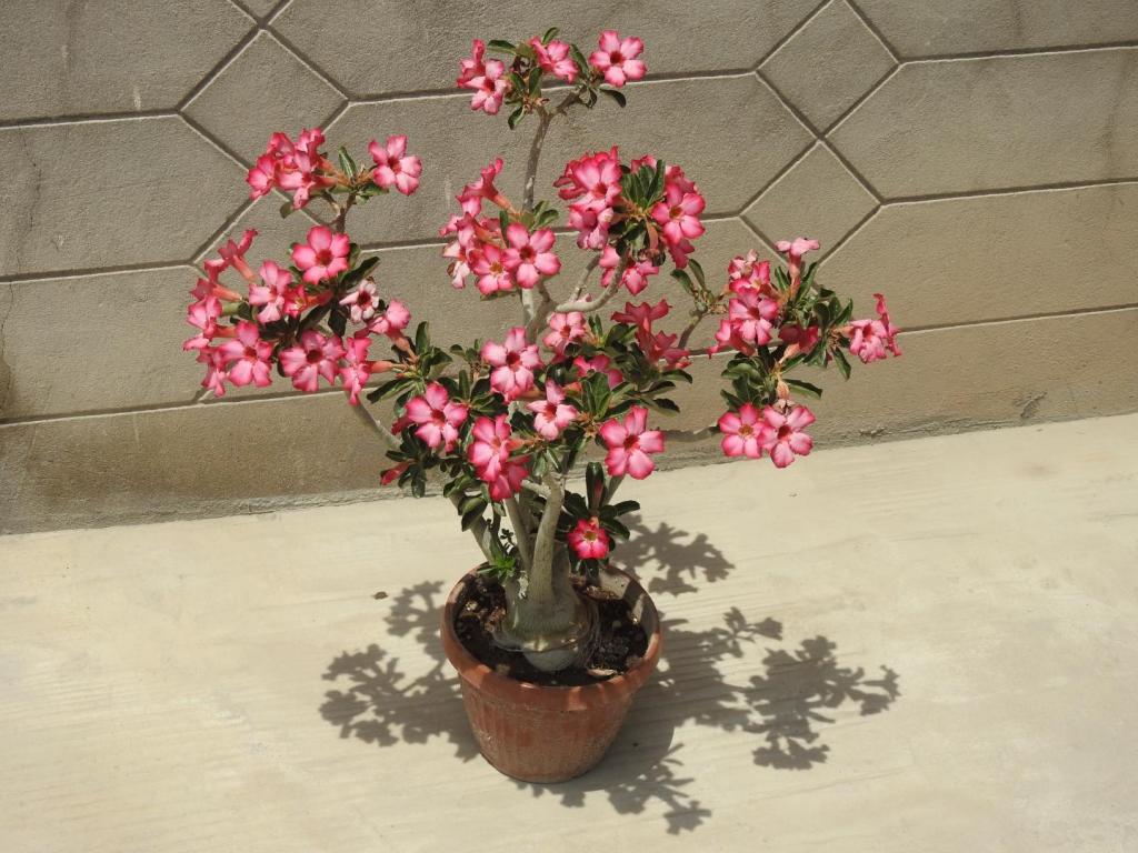 DSCN1276.JPG