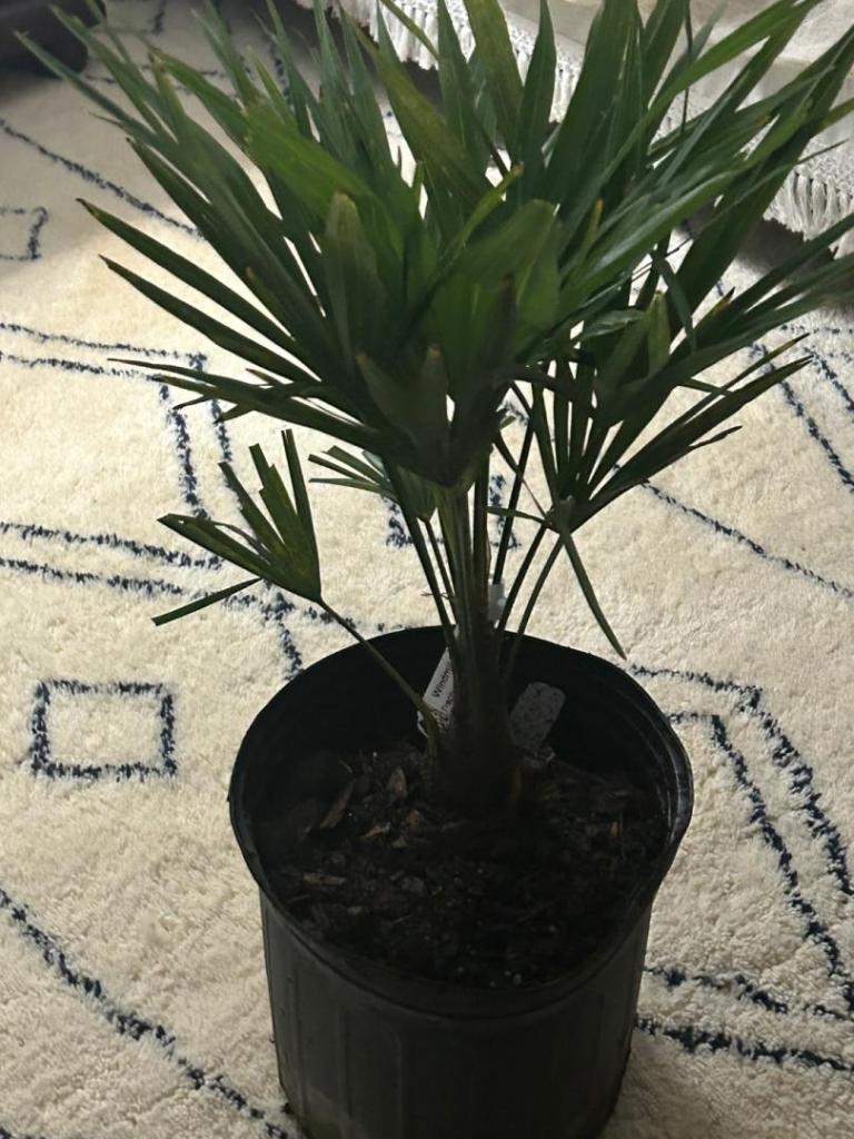 IMG_3831.thumb.jpeg.ef51cf43927929b45f64d1d4896f66b2.jpeg