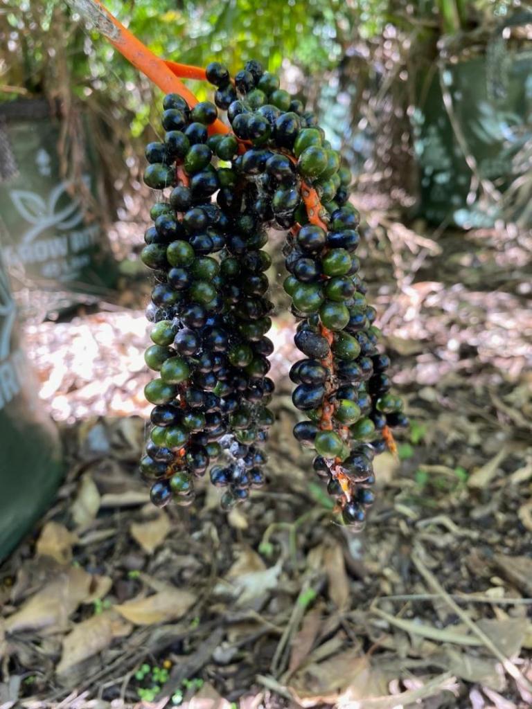 IMG_6493.jpeg