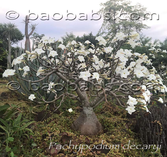 Screenshot2024-06-12at10-58-10Pachypodium_decaryi.jpg(JPEGImage847794pixels)Scaled(79).png.e1aeff5bdb8aaf8b74889e9f121f53aa.png