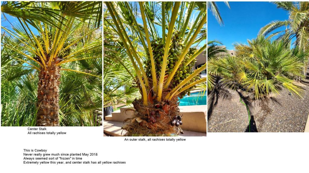 cowboy med palm 2.jpg