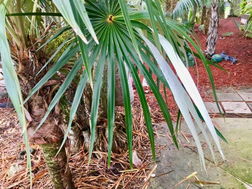 Coccothrinaxargentata0210-11-18.thumb.jpg.dd5e73cbdf187a608019ae097a09d4eb.jpg