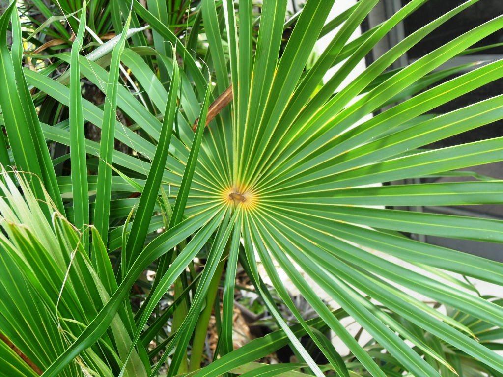 Coccothrinaxargentata039-22-12.JPG.755a7a2d4749611cf5182ab4e0163afc.JPG