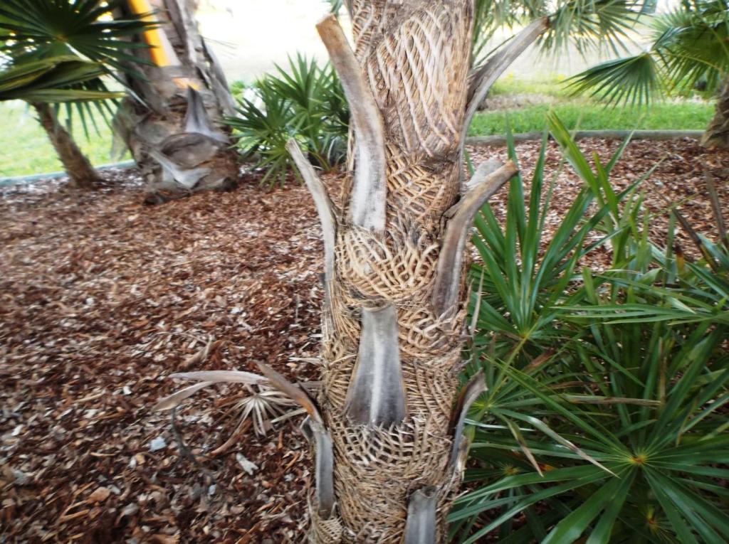 Coccothrinaxmontana022-3-14.thumb.JPG.9512372fb04d230a3b0e4dbde665b056.JPG