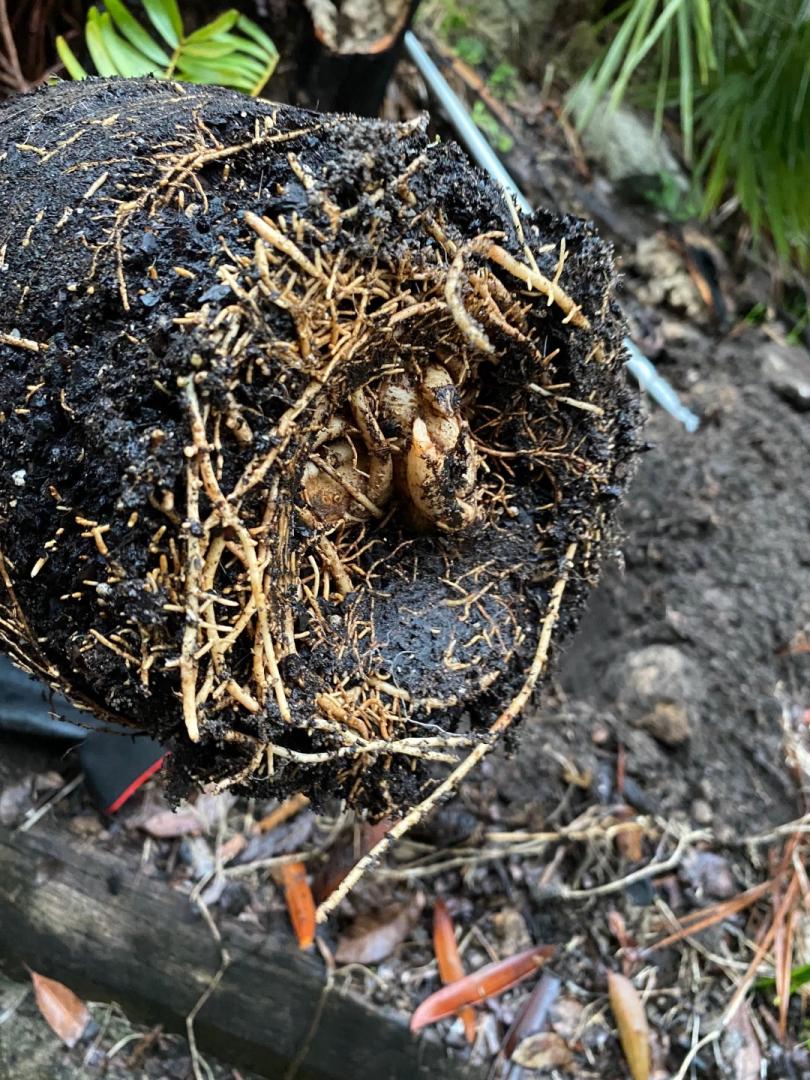 Zamia Integrifolia gets planted - TROPICAL LOOKING PLANTS - Other Than