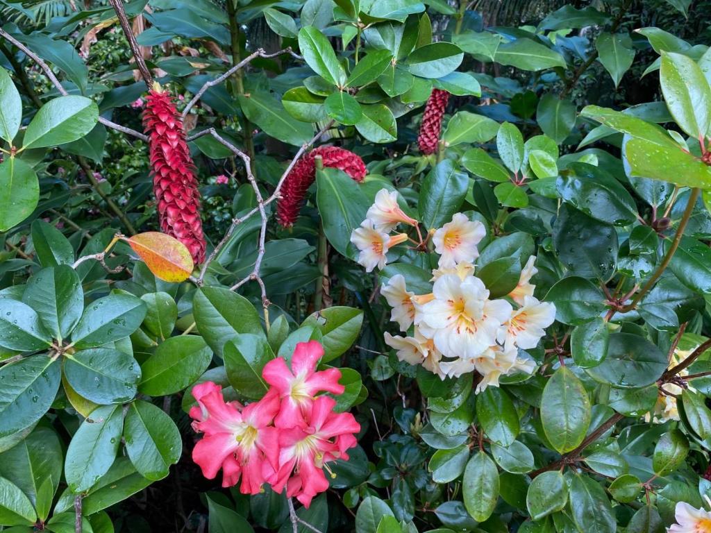 IMG_7051.jpeg