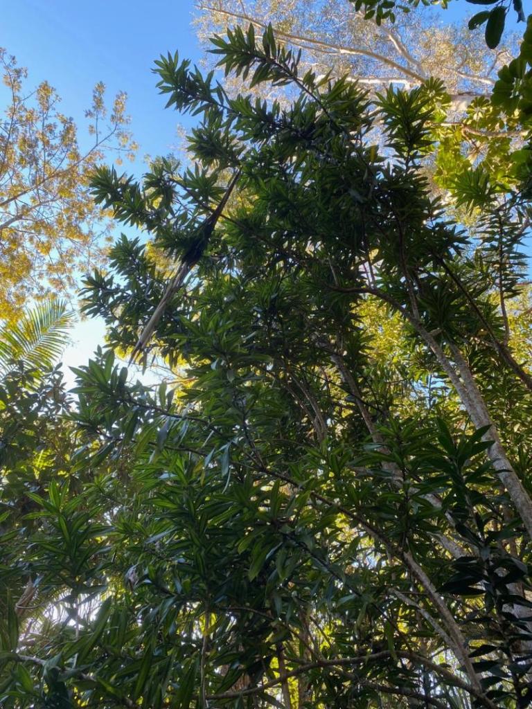 IMG_7204.jpeg