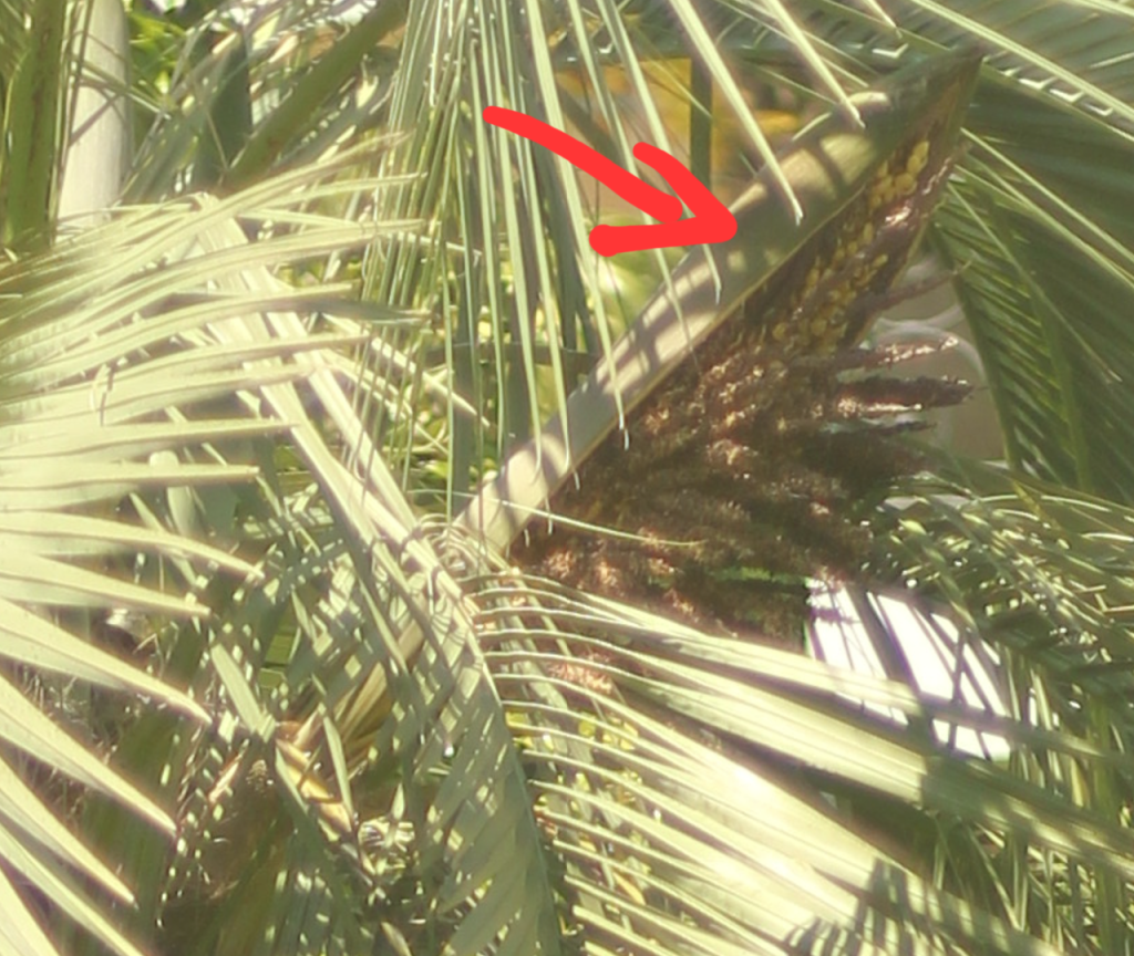 Zoomed-in.PNG.79f1fb4429e796c0719af5b6bc707623.png