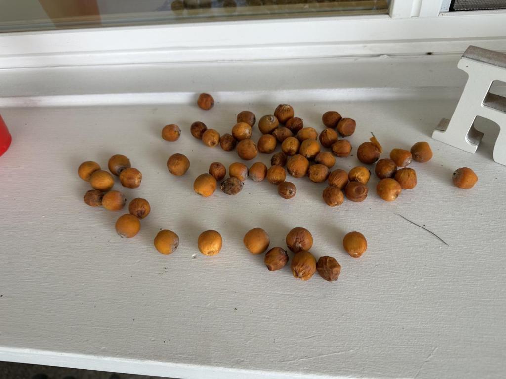 fruit.jpg