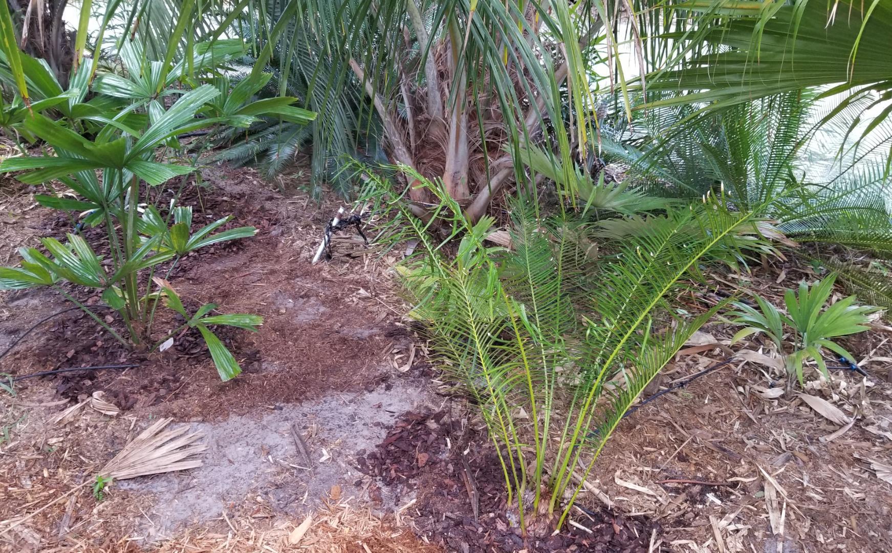 Copernicias - DISCUSSING PALM TREES WORLDWIDE - PalmTalk