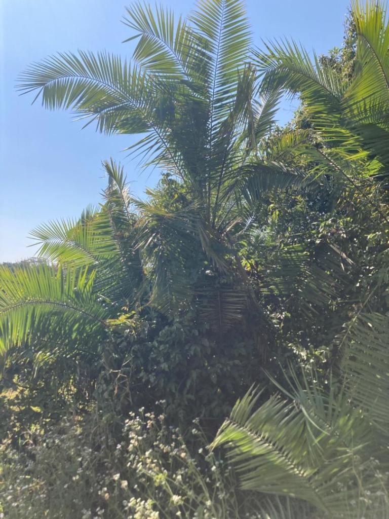 IMG_0299.jpeg