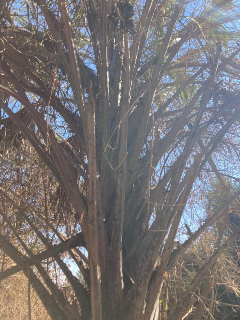 IMG_0567.jpeg